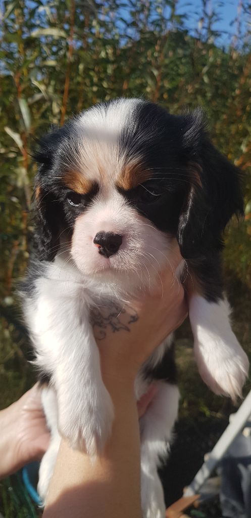 Du Domaine Des Bouddhas - Chiot disponible  - Cavalier King Charles Spaniel