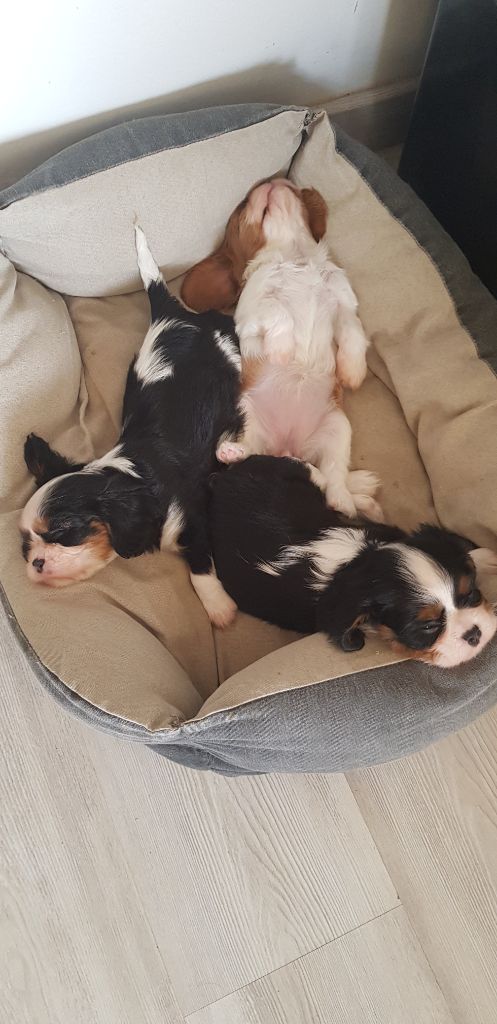 chiot Cavalier King Charles Spaniel Du Domaine Des Bouddhas