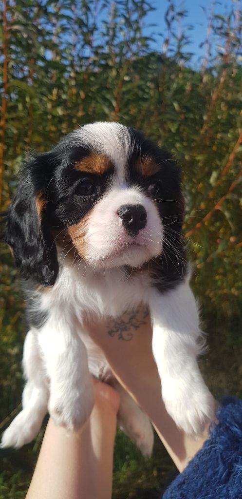 Du Domaine Des Bouddhas - Chiot disponible  - Cavalier King Charles Spaniel