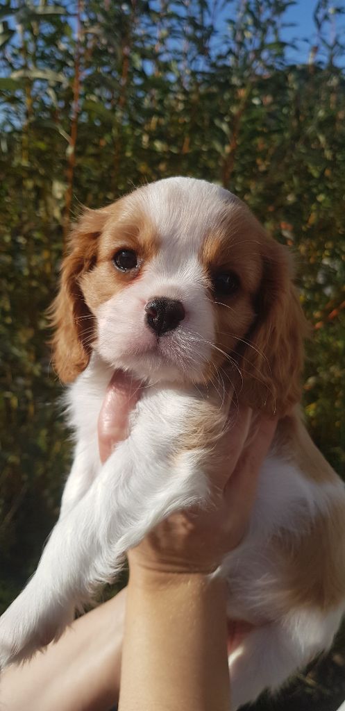 Du Domaine Des Bouddhas - Chiot disponible  - Cavalier King Charles Spaniel