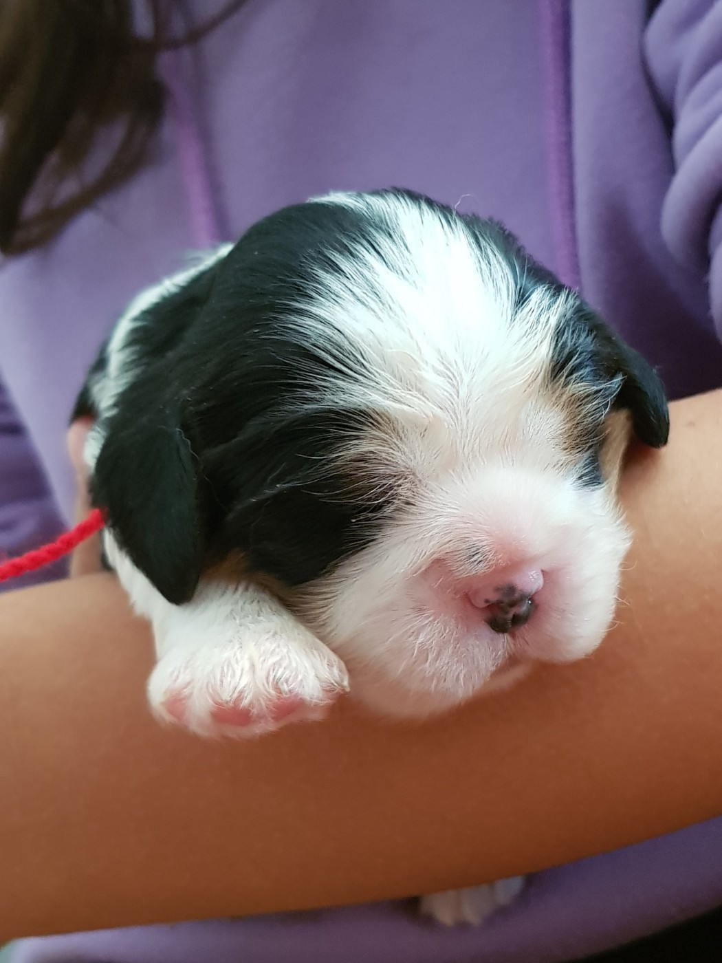 Du Domaine Des Bouddhas - Chiots disponibles - Cavalier King Charles Spaniel