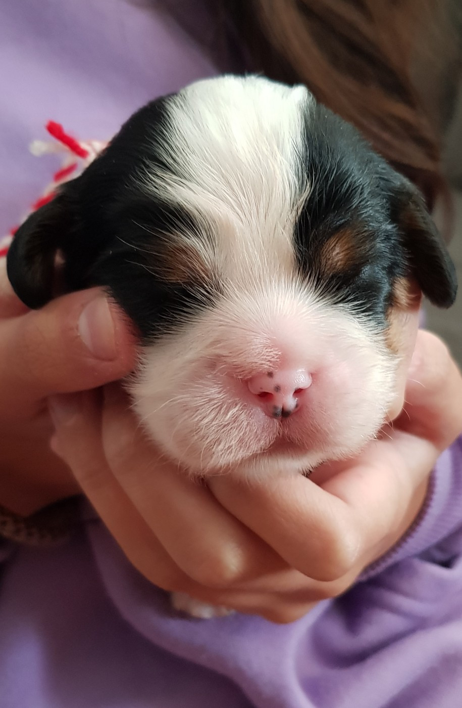 Du Domaine Des Bouddhas - Chiots disponibles - Cavalier King Charles Spaniel