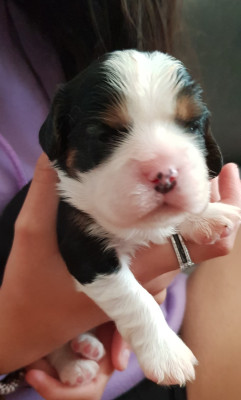 Chiot N°1 sans collier